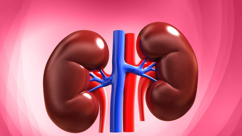 Kidney Health: किडनी का खास ख्याल रखती हैं यह 5 चीजें, नियमित सेवन करने से मिलते हैं जबरदस्त लाभ