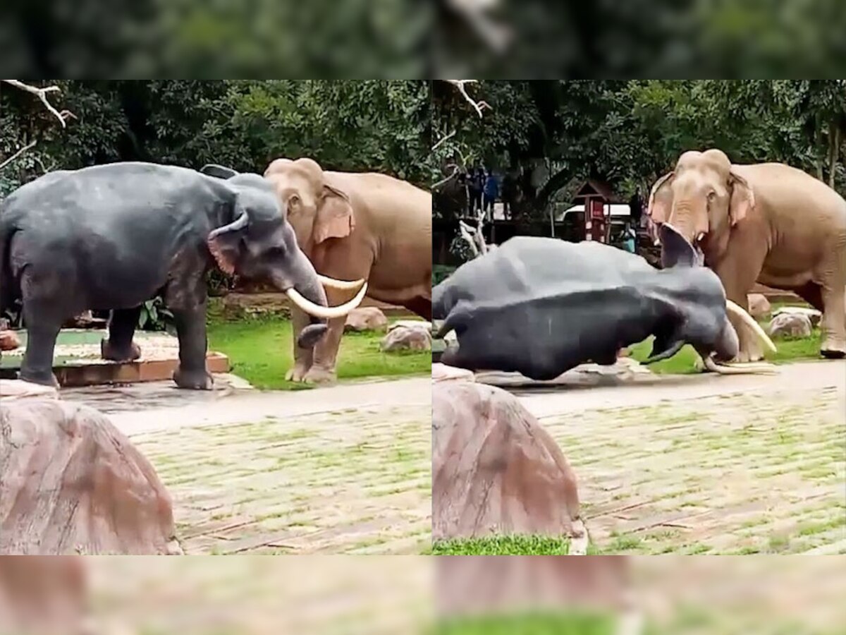 हाथी के पुतले पर हाथी का हमला | फोटो साभार- वायरल प्रेस.