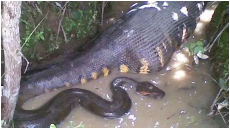 weird news 15 feet python swallowed cow died hours later read viral ...