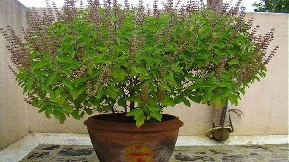 Remedies of Tulsi: बनना चाहते हैं अमीर तो गले में धारण करें तुलसी का ये लॉकेट, सारे दोष हो जाएंगे दूर