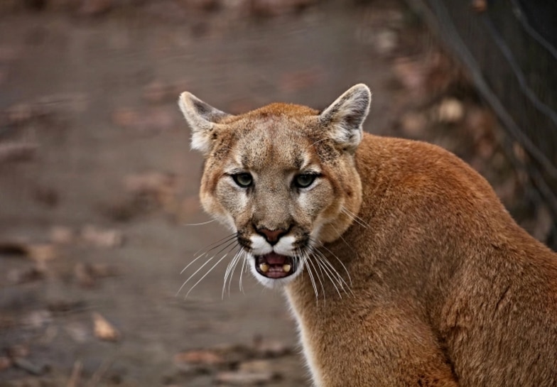 अपने बच्चे को बचाने के लिए Mountain Lion से भिड़ गई मां, इतने मुक्के बरसाए कि मैदान छोड़कर भागना पड़ा