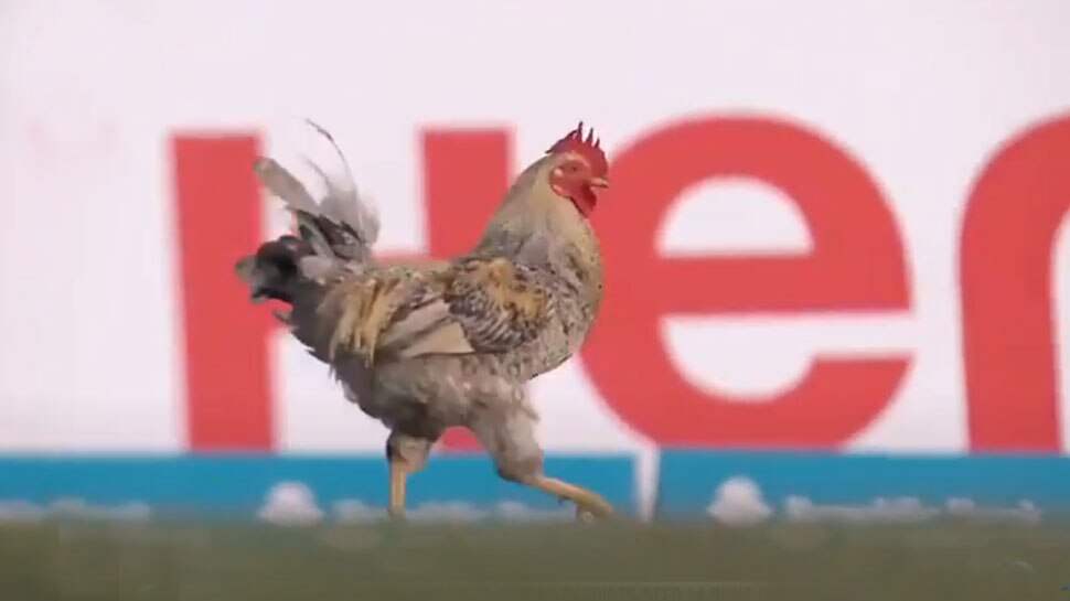 Funny Video: लाइव मैच के दौरान मैदान में मुर्गे की एंट्री, शान से की चहलकदमी
