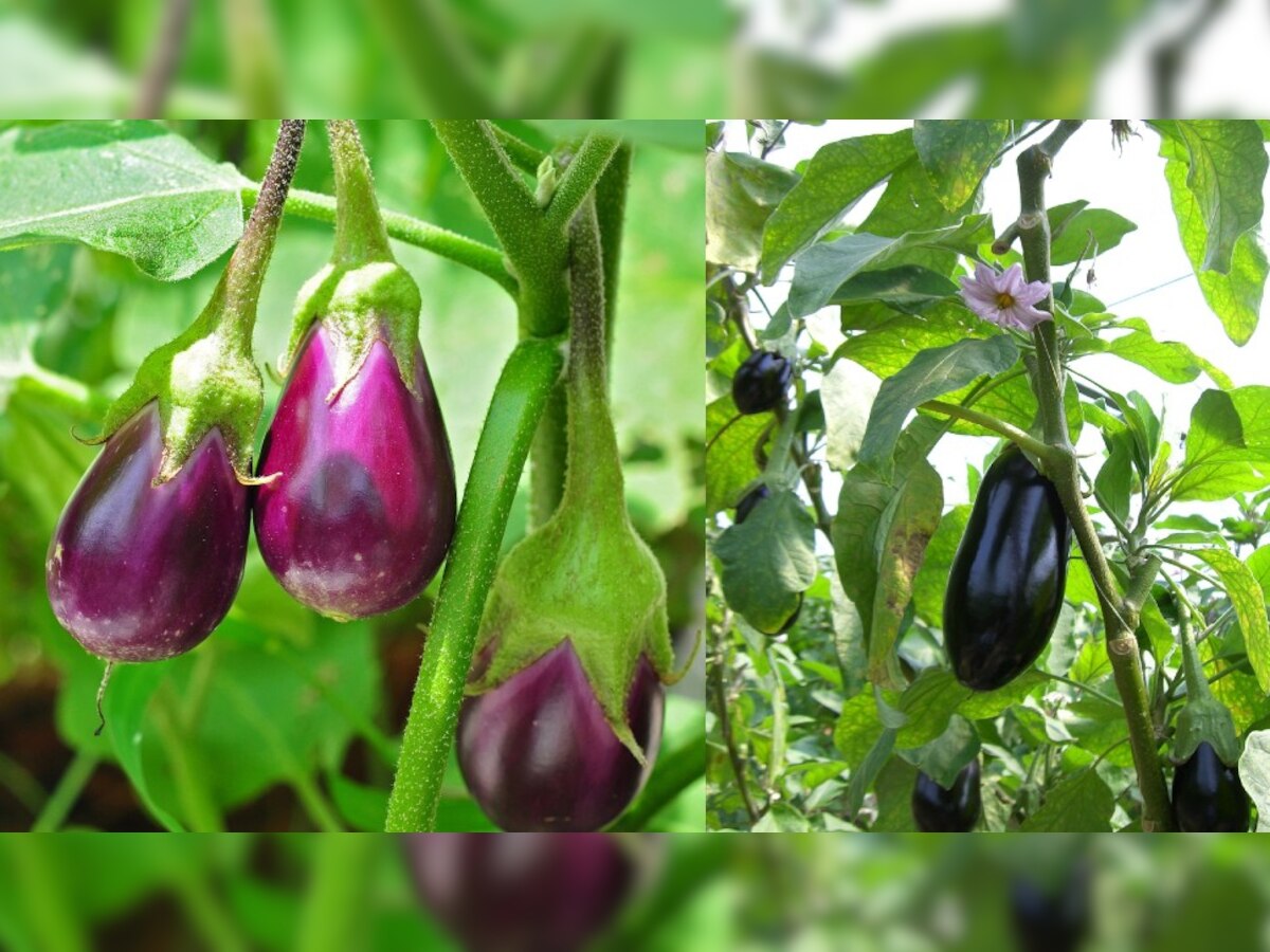 (benefits of brinjal leaves) 