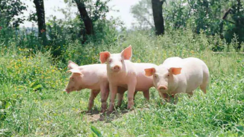Mizoram: कोरोना के कहर के बीच इस राज्‍य में 25 हजार सुअरों की मौत से हड़कंप, 121 करोड़ का नुकसान