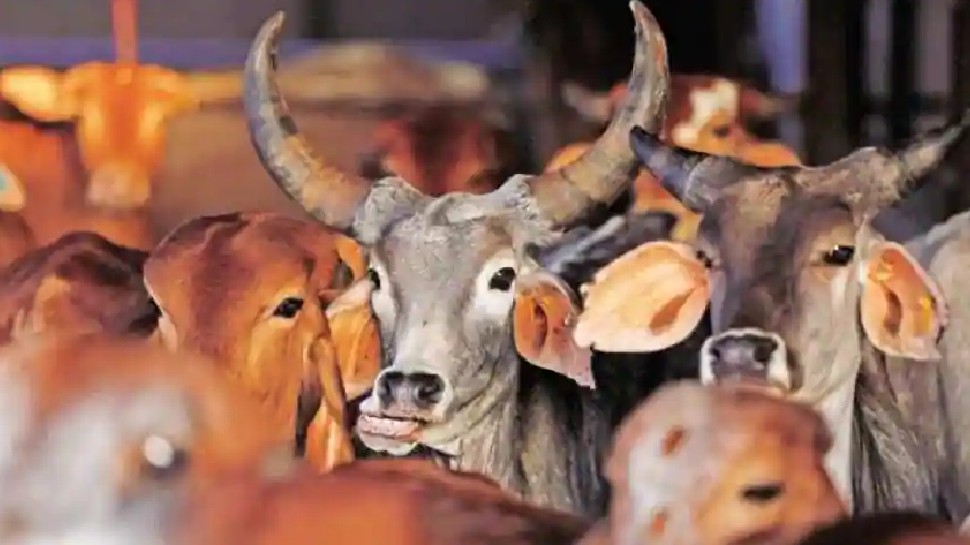 गाय भारत की संस्कृति, राष्ट्रीय पशु घोषित करने के लिए सरकार लाए बिल: इलाहाबाद हाई कोर्ट