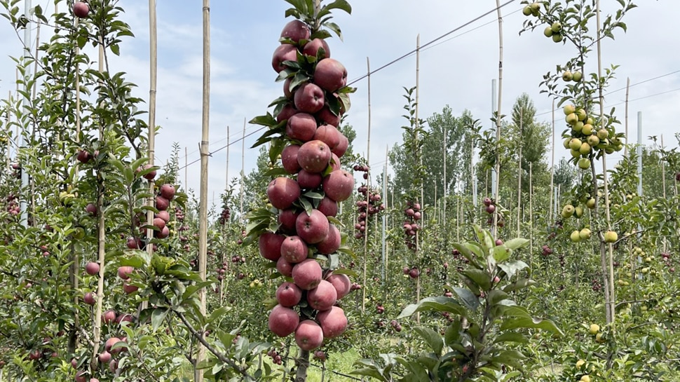 Kashmir: सेब किसानों ने अपनाई नई तकनीक, अब एक लाख तक हो रही कमाई