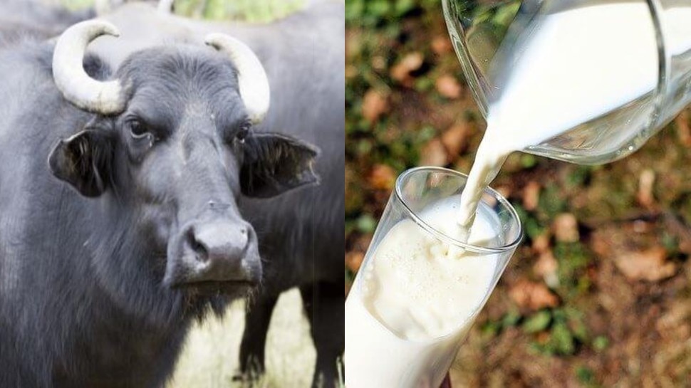 Buffalo milk health benefits: भैंस का दूध पीने से दूर भाग जाती हैं कई बीमारियां, मिलते हैं यह जरबदस्त लाभ