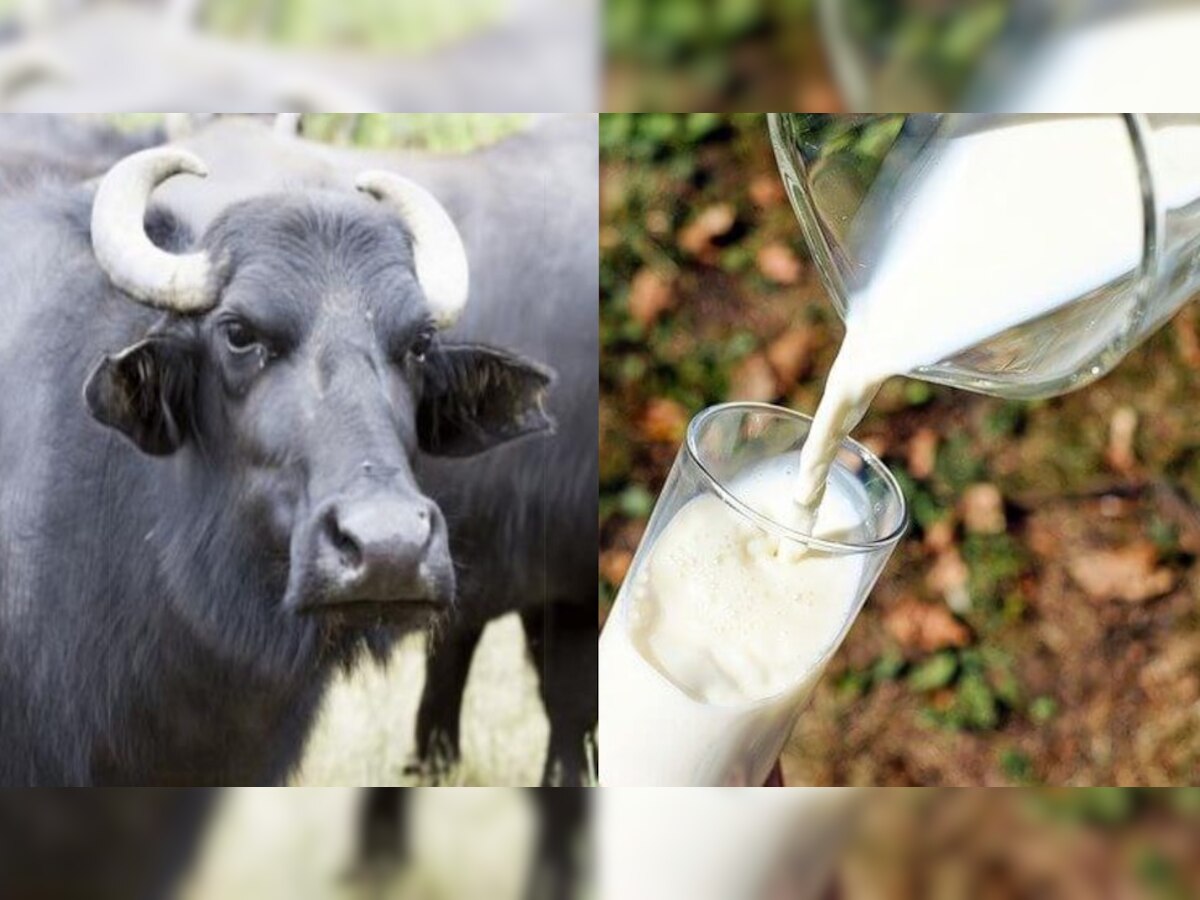 Buffalo milk health benefits