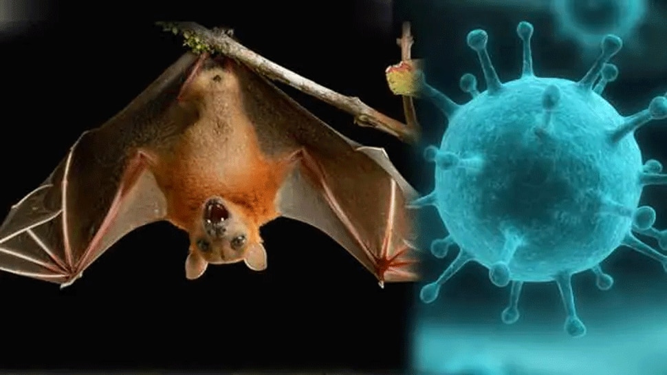 NIpah Virus: कोरोना के बाद देश में जानलेवा निपाह का खतरा, केरल में हुई पहली मौत