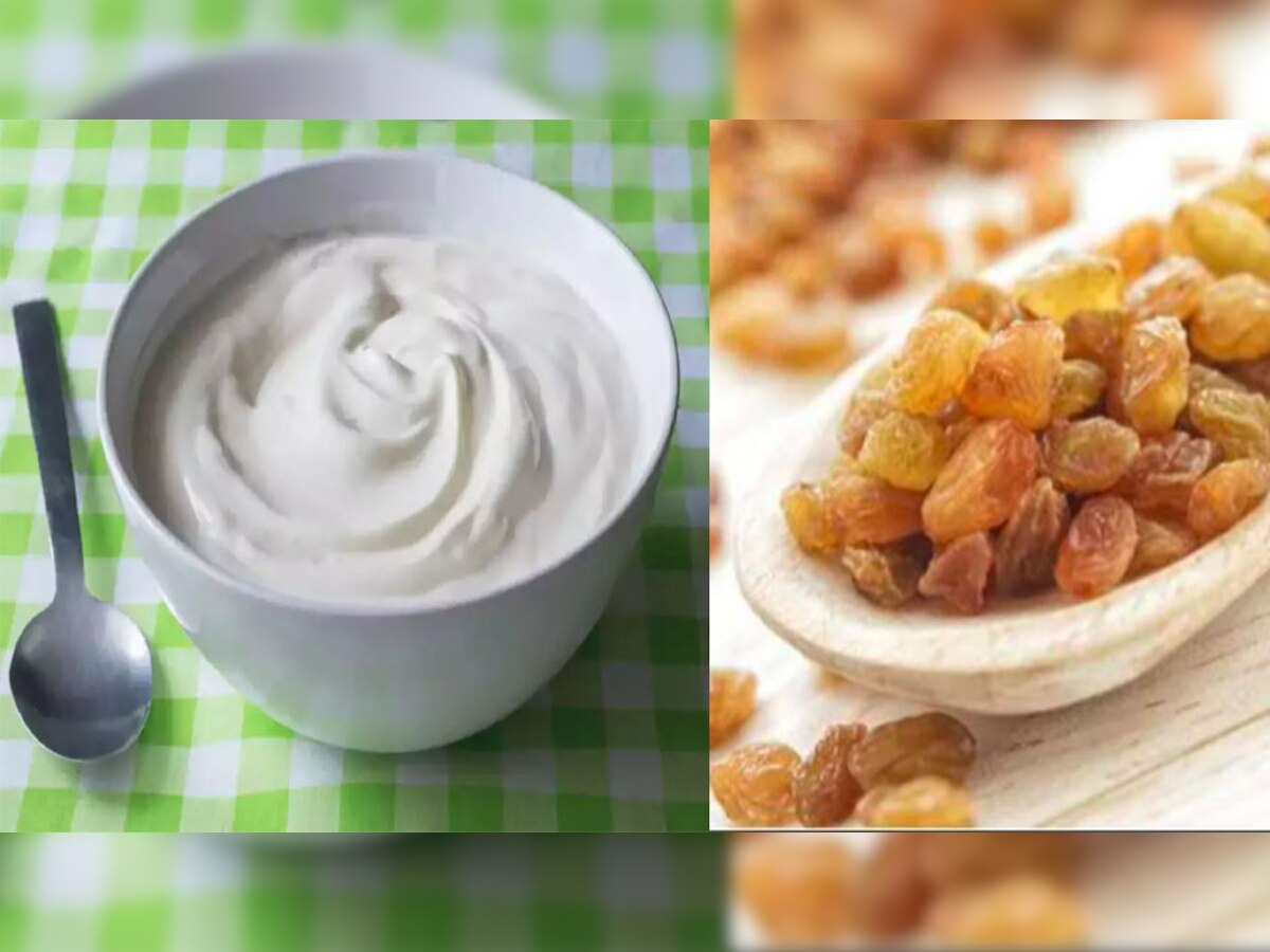 benefits of curd with raisins eating habits सेहत के लिए वरदान है दही