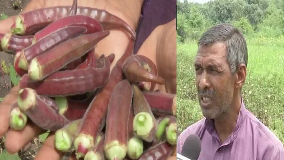 800 रुपये/KG बिक रही खास किस्म की ये भिंडी, इसकी खेती ने किसान को बना दिया मालामाल