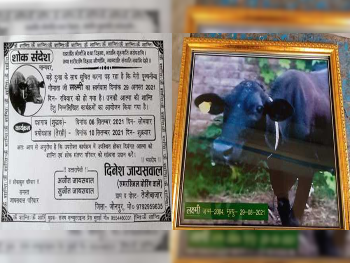 गौ माता की तेरहवीं का एक कार्ड चर्चा का विषय बना हुआ है. 