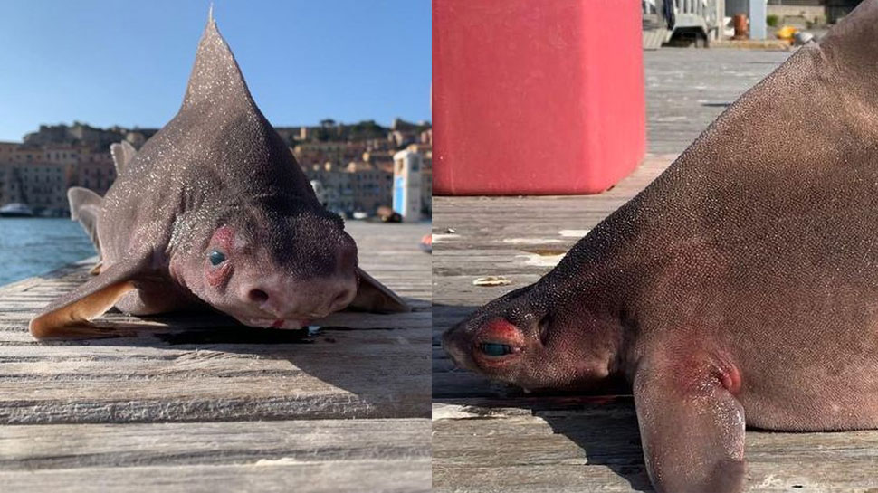Viral News: मिल गई 'सुअर के मुंह' वाली दुर्लभ Shark, जानिए क्यों आया शरीर की बनावट में बदलाव