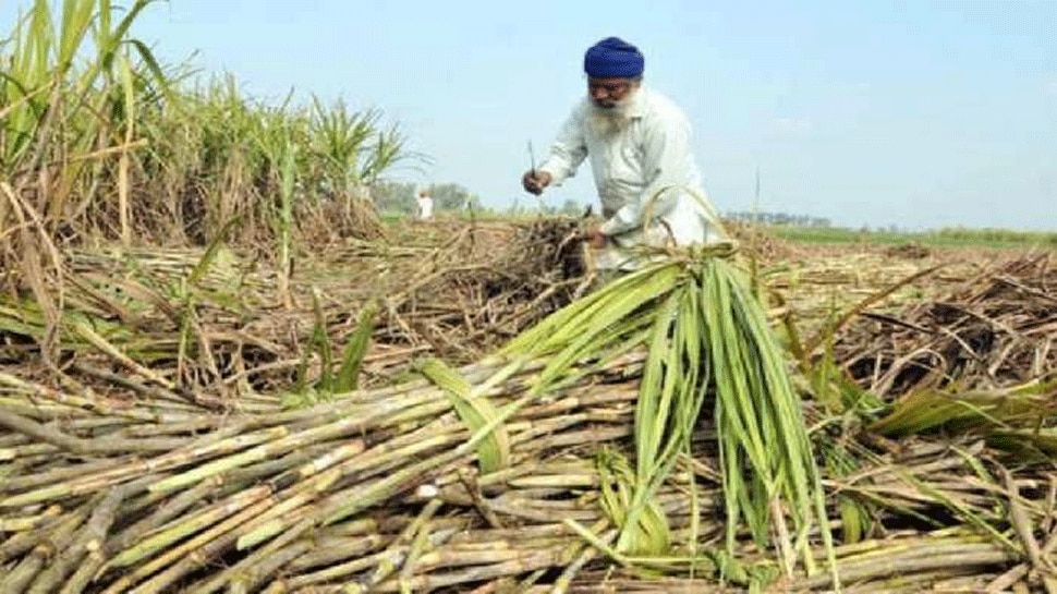 हरियाणा में गन्ना किसानों की उत्साह