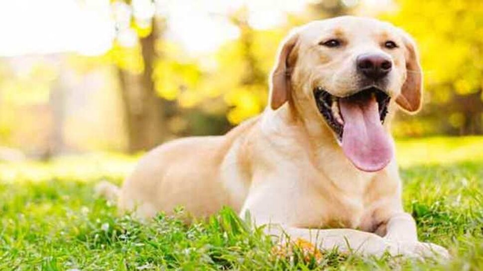 घर में कुत्ते पालते हैं? तो कराना होगा रजिस्ट्रेशन, नगर निगम का नया फैसला