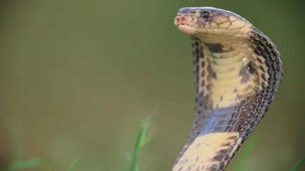 स्कूटी में छिपा बैठा था खतरनाक सांप, ऐसे पकड़कर किया बंद; देखें VIDEO