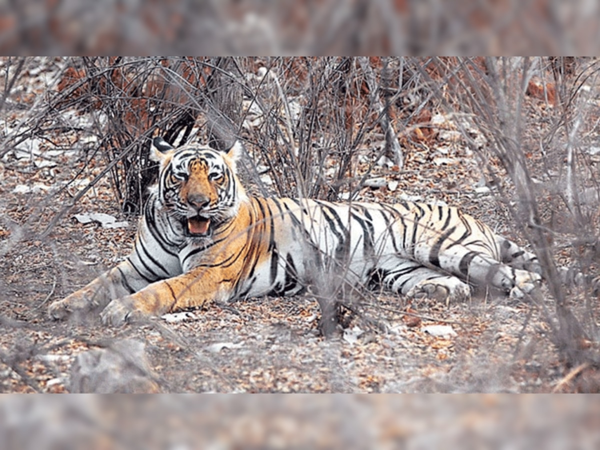 प्रतीकात्मक तस्वीर.