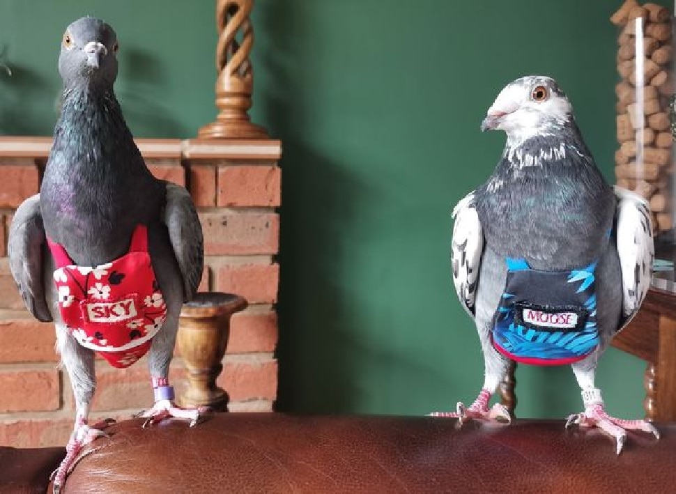 लग्जरी लाइफ जीते हैं कबूतर Pigeons live luxury life