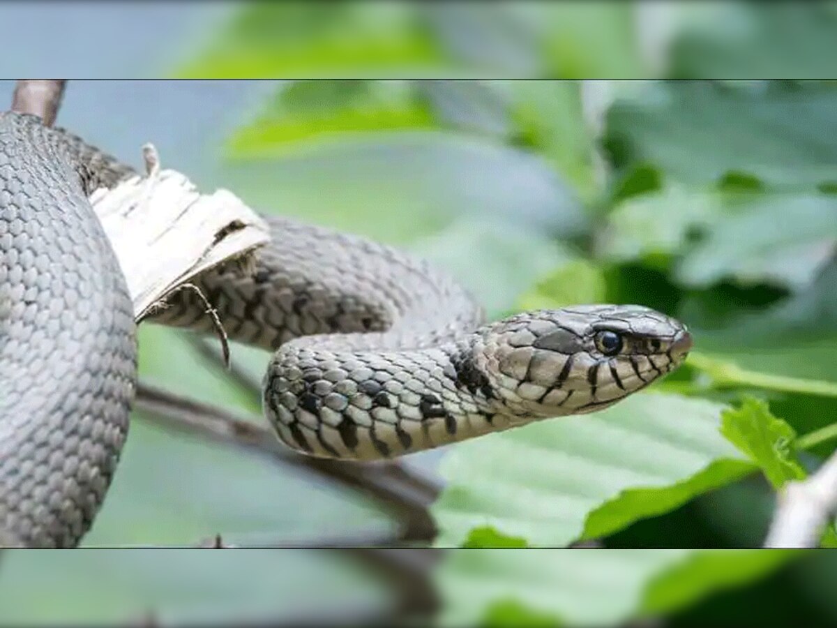 प्रतीकात्मक तस्वीर