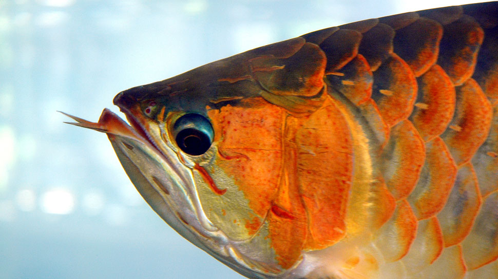 सुरक्षा के लिए रखे जाते हैं गार्ड्स Guards are kept to look after Asian Arowana