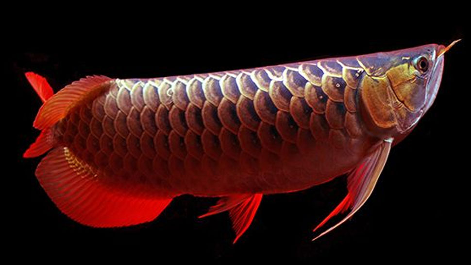 Why Asian Arowana is so costlier आखिर इतनी महंगी क्यों है मछली?