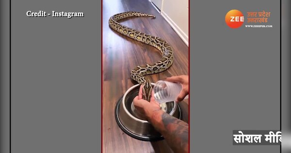 Thirsty python drinks water from a man video gone viral on social media ...