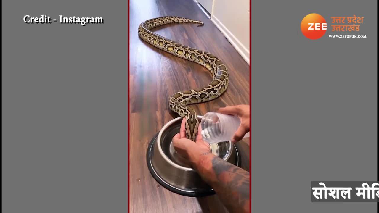 Thirsty python drinks water from a man video gone viral on social media ...