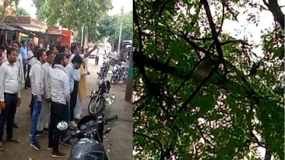 रामपुर: दो लाख रुपयों से भरा बैग छीनकर भागे बंदर, पेड़ से बरसाए 500-500 के नोट रामपुर: दो लाख रुपयों से भरा बैग छीनकर भागे बंदर, पेड़ से बरसाए 500-500 के नोट