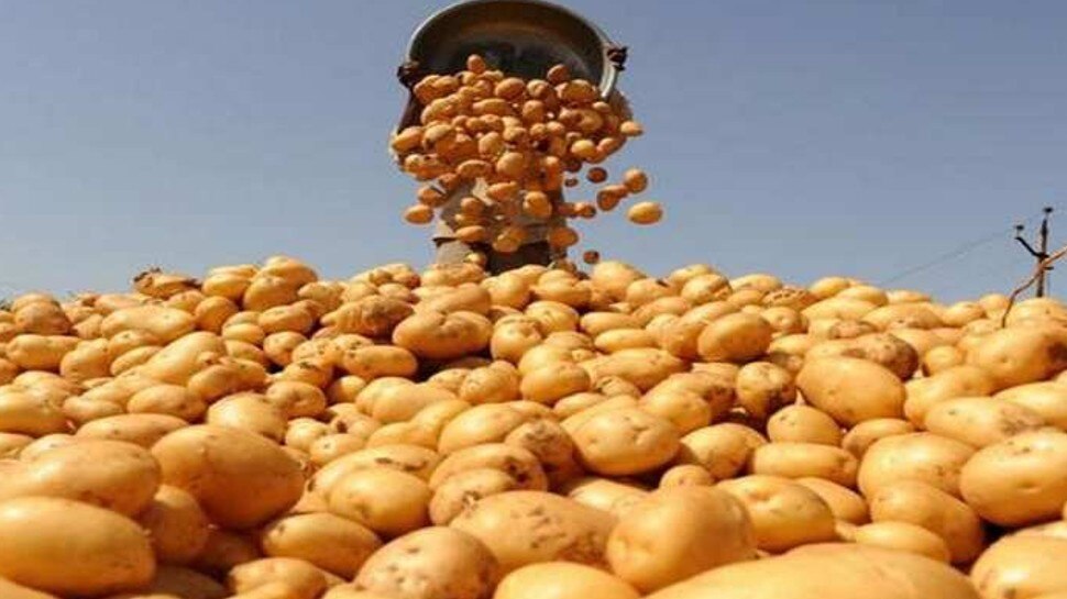 Madhya Pradesh first potato tissue culture lab to be built in Gwalior