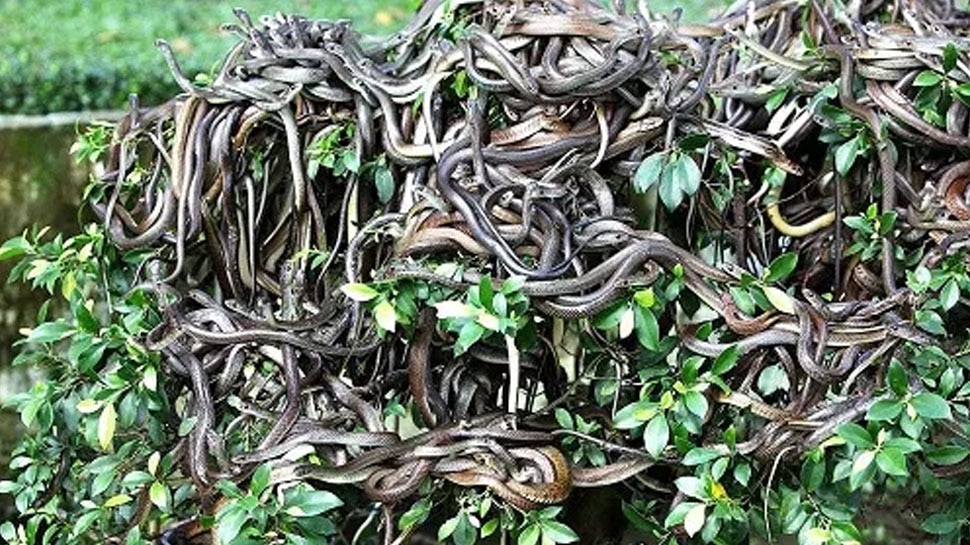 Snake Island, ब्राजील