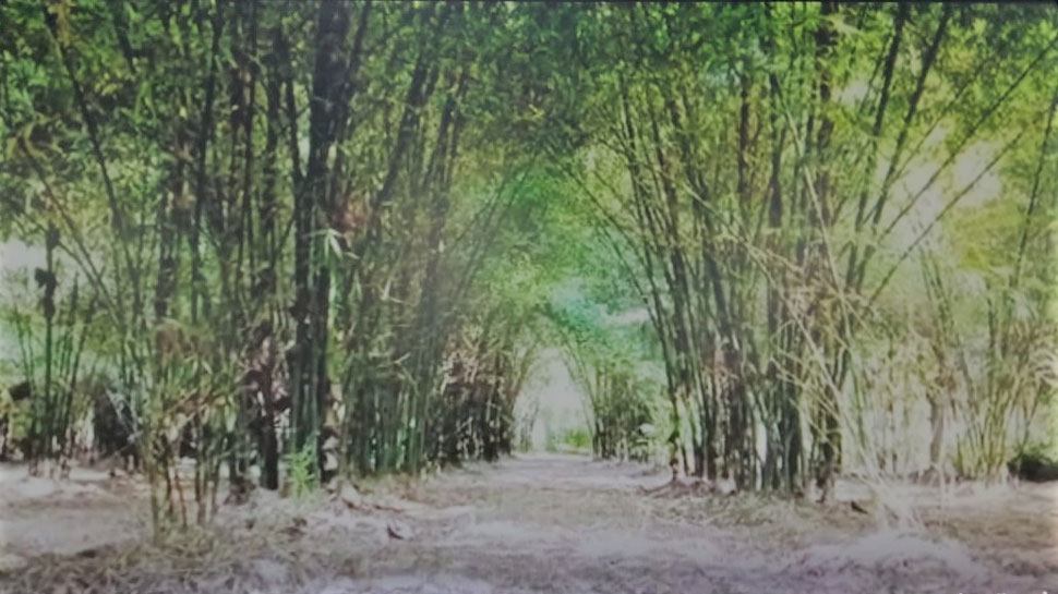 खेत में लहलहाते बम्बू खेत में लहलहाते बम्बू