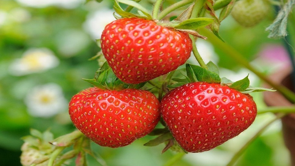 Strawberry Face Pack: क्या आप ने लगाया है स्ट्रॉबेरी फेस पैक, ये समस्या होती है दूर