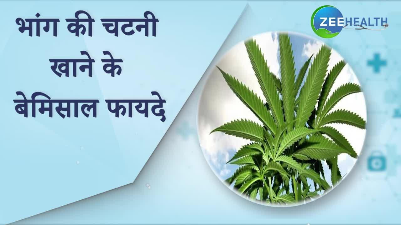 Bhang ki Chutney: भांग की चटनी खाने से मिलते हैं ये बेमिसाल फायदे