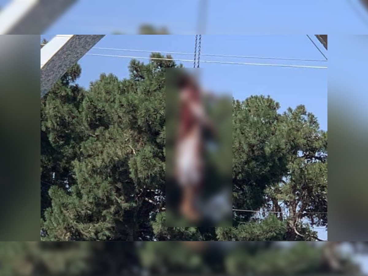 तालिबान का ज़ालिम चेहरा, 4 लोगों को बीच चौराहे क्रेन से लटकाया, देखें वीडियो