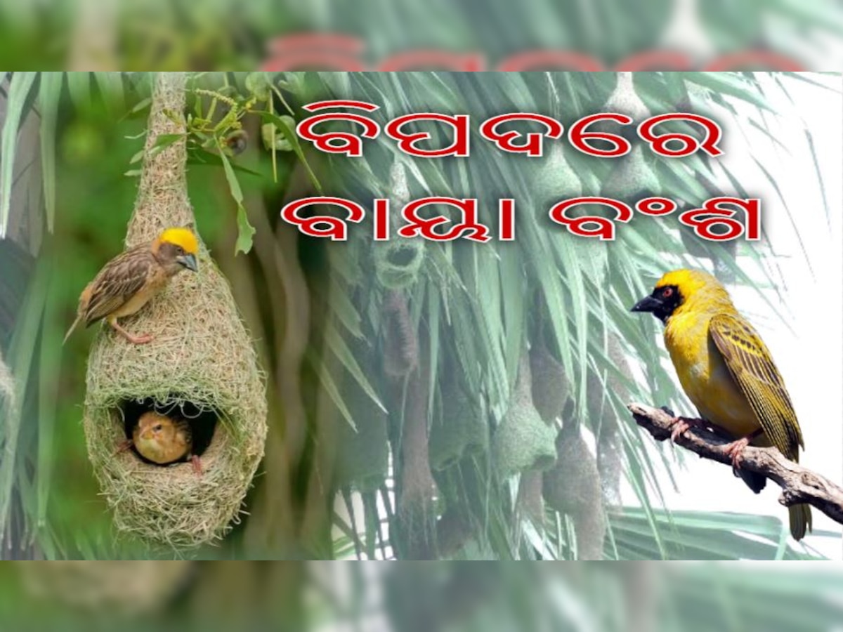 ଡିଜାଇନ୍ ଫଟୋ