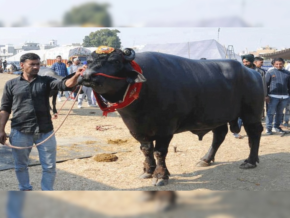 लाखों रुपये में बिकता था सुल्तान का सीमन (फाइल फोटो)