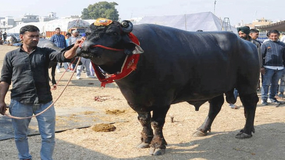 लाखों रुपये में बिकता था सुल्तान का सीमन (फाइल फोटो) लाखों रुपये में बिकता था सुल्तान का सीमन (फाइल फोटो)
