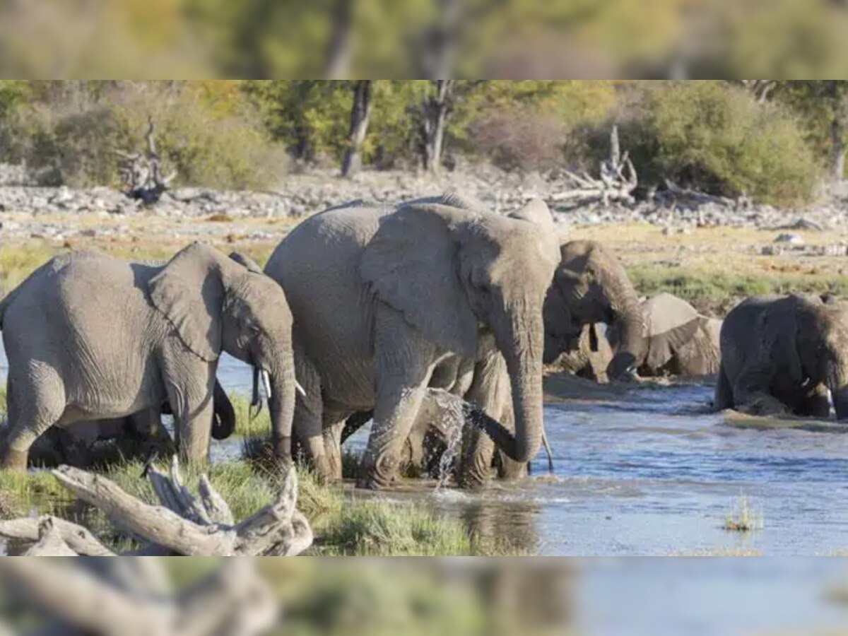 रजरप्पा पहुंचे हाथियों के झुंड से इलाके में मचा हड़कंप. (प्रतीकात्मक तस्वीर)