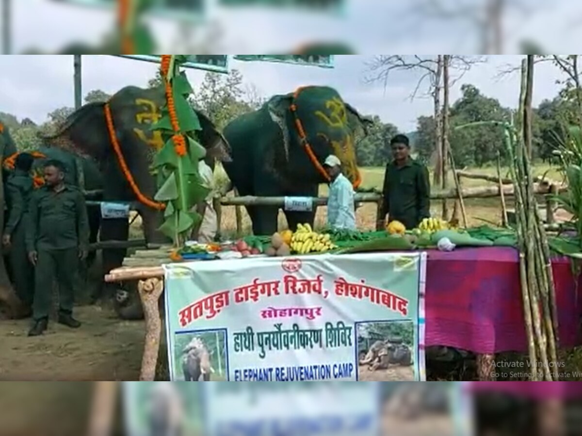 सतपुड़ा टाइगर रिजर्व में हाथियों की आई मौज, मिल रही मसाज और मनपसंद खाना, ये है वजह