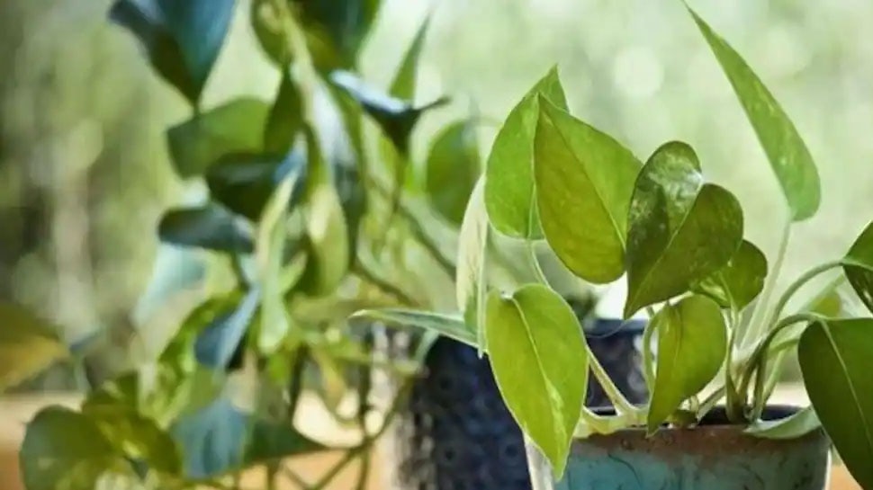 Vastu Tips: घर में Money Plant का पौधा लगा रहे हैं तो कभी न करें ये गलतियां, हो सकते हैं कंगाल!