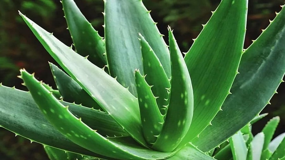 Aloe Vera for pimples: पिंपल्स हटाने के लिए इन 4 तरीकों से इस्तेमाल करें एलोवेरा, चेहरा चमक जाएगा Aloe Vera for pimples: पिंपल्स हटाने के लिए इन 4 तरीकों से इस्तेमाल करें एलोवेरा, चेहरा चमक जाएगा