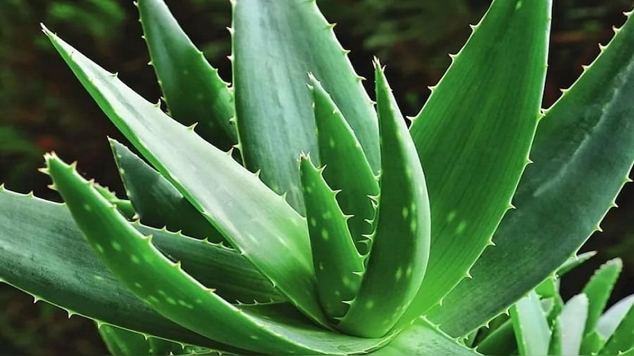 Aloe Vera for pimples: पिंपल्स हटाने के लिए इन 4 तरीकों से इस्तेमाल करें एलोवेरा, चेहरा चमक जाएगा
