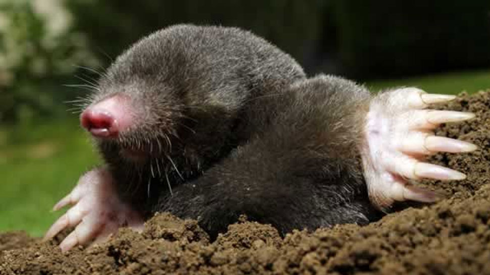 Mole in the house