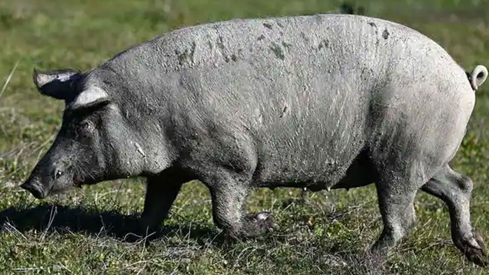Seeing a pig in mud