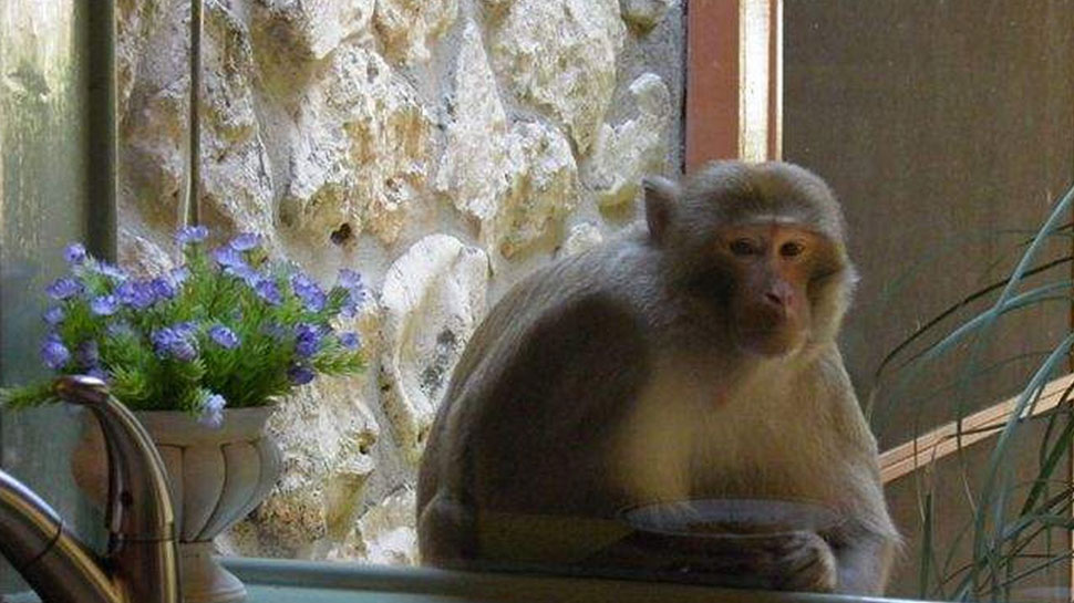 what does the monkey signify