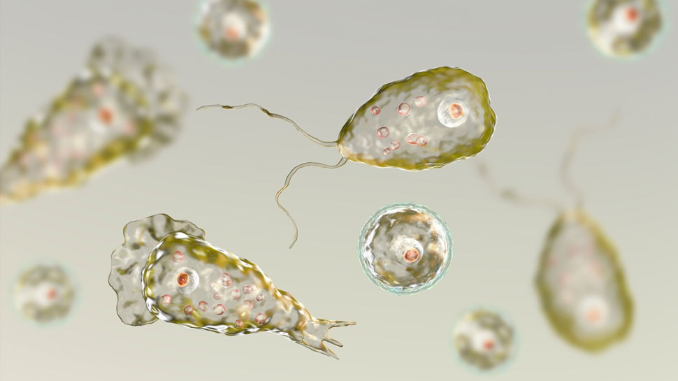 बच्चे में घुसा ऐसा 'कीड़ा', खा गया दिमाग के अंदर सबकुछ! डॉक्टर भी नहीं बचा पाए जान