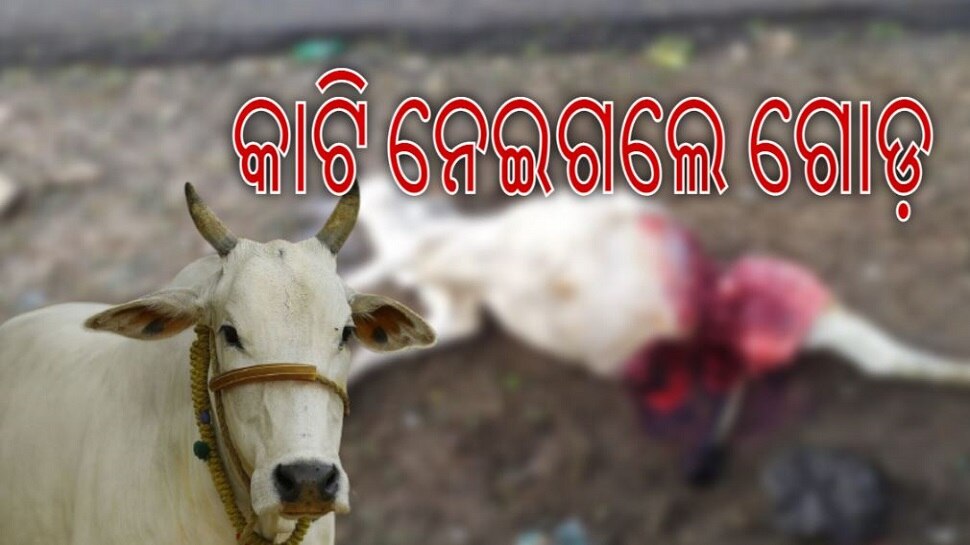 ମରିଗଲା ମାନବିକତା! ରାସ୍ତାକଡରେ ମରିଥିବା ଗାଈର ଫଡିଆ ଗାଏବ, ଥାନାରେ ଏତଲା
