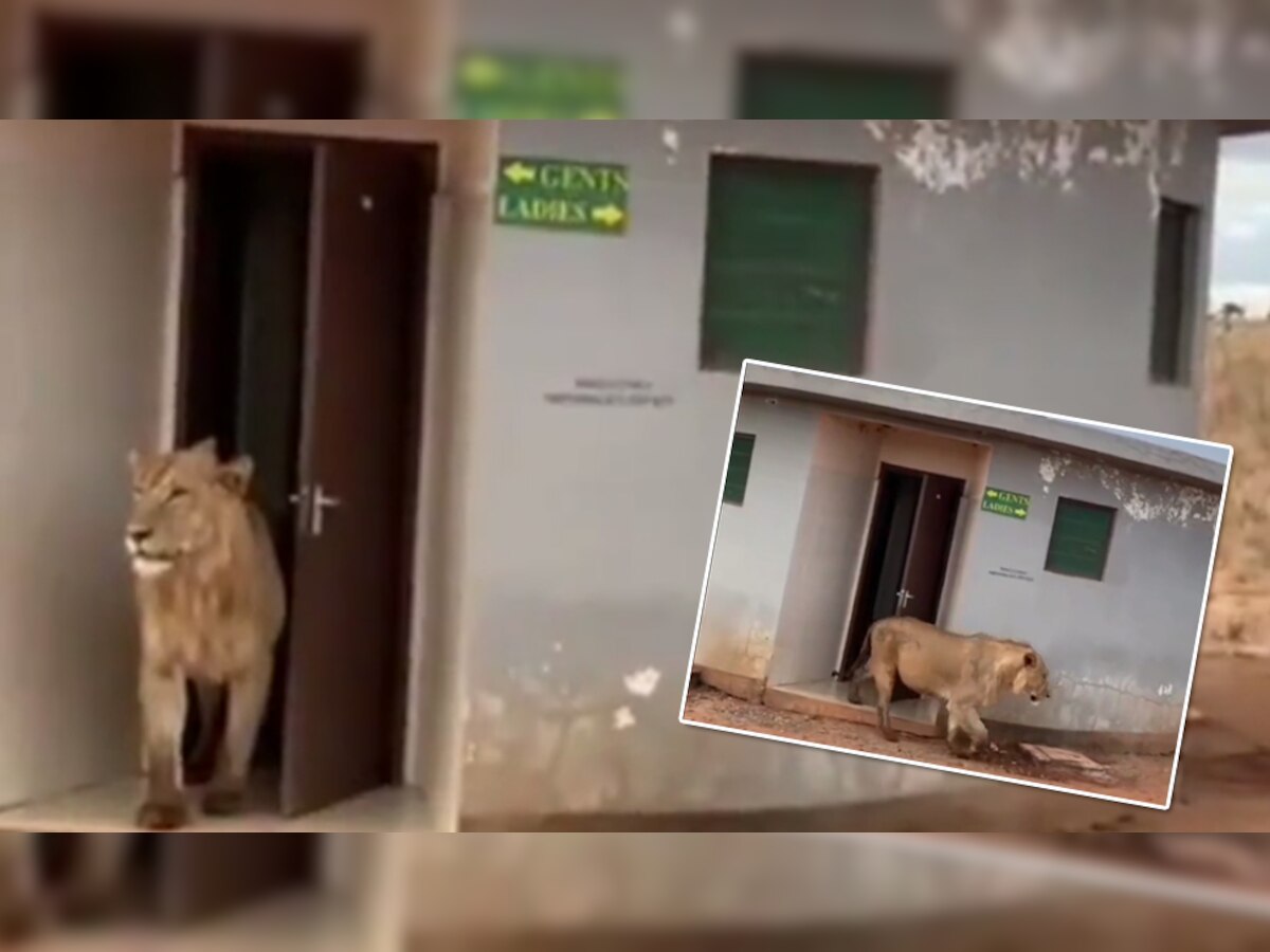 Viral News: बब्बर शेर ने किया पब्लिक टॉयलेट का यूज, वीडियो देखकर हंसी नहीं रुकेगी आपकी