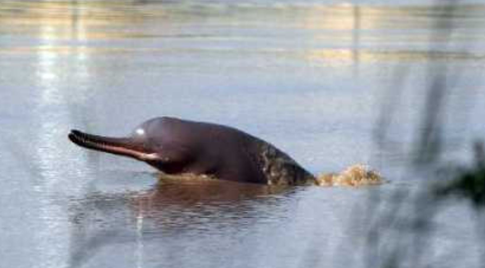 Dolphin Day: पद्मश्री विजेता ने बताया बिहार में कब तक रहेंगी डॉल्फिन Dolphin Day: पद्मश्री विजेता ने बताया बिहार में कब तक रहेंगी डॉल्फिन