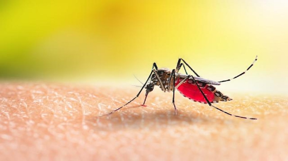 Malaria Vaccine: 100 साल बाद WHO ने पहली मलेरिया वैक्सीन को दी मंजूरी, इस महाद्वीप को मिलेगा सबसे बड़ा फायदा
